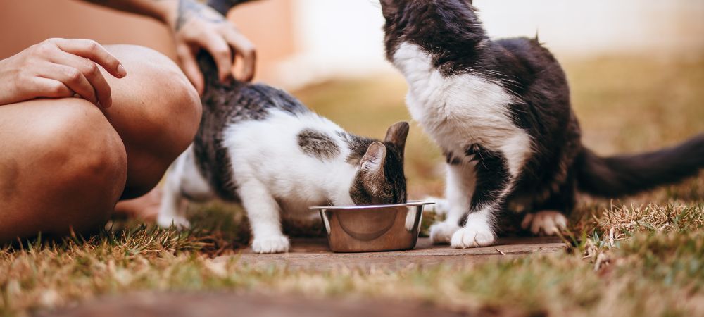 Discover the Secret to Spoiling Your Pet with the Best Products on the Market