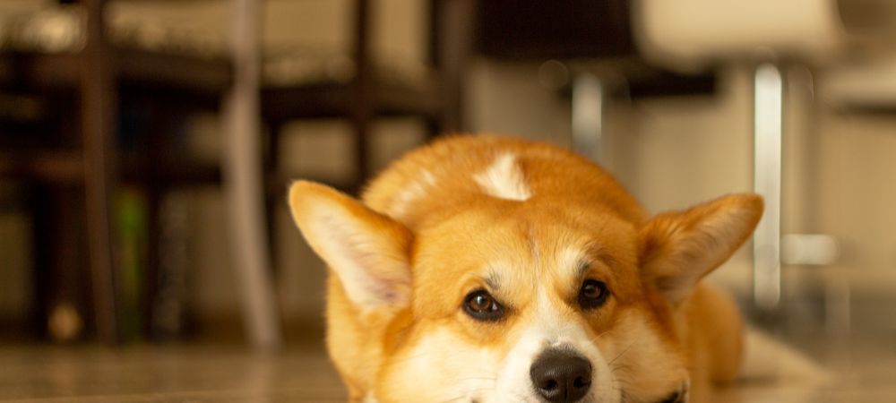 Find Out How to Transform Your Pet's Life with These Innovative and Fun Products