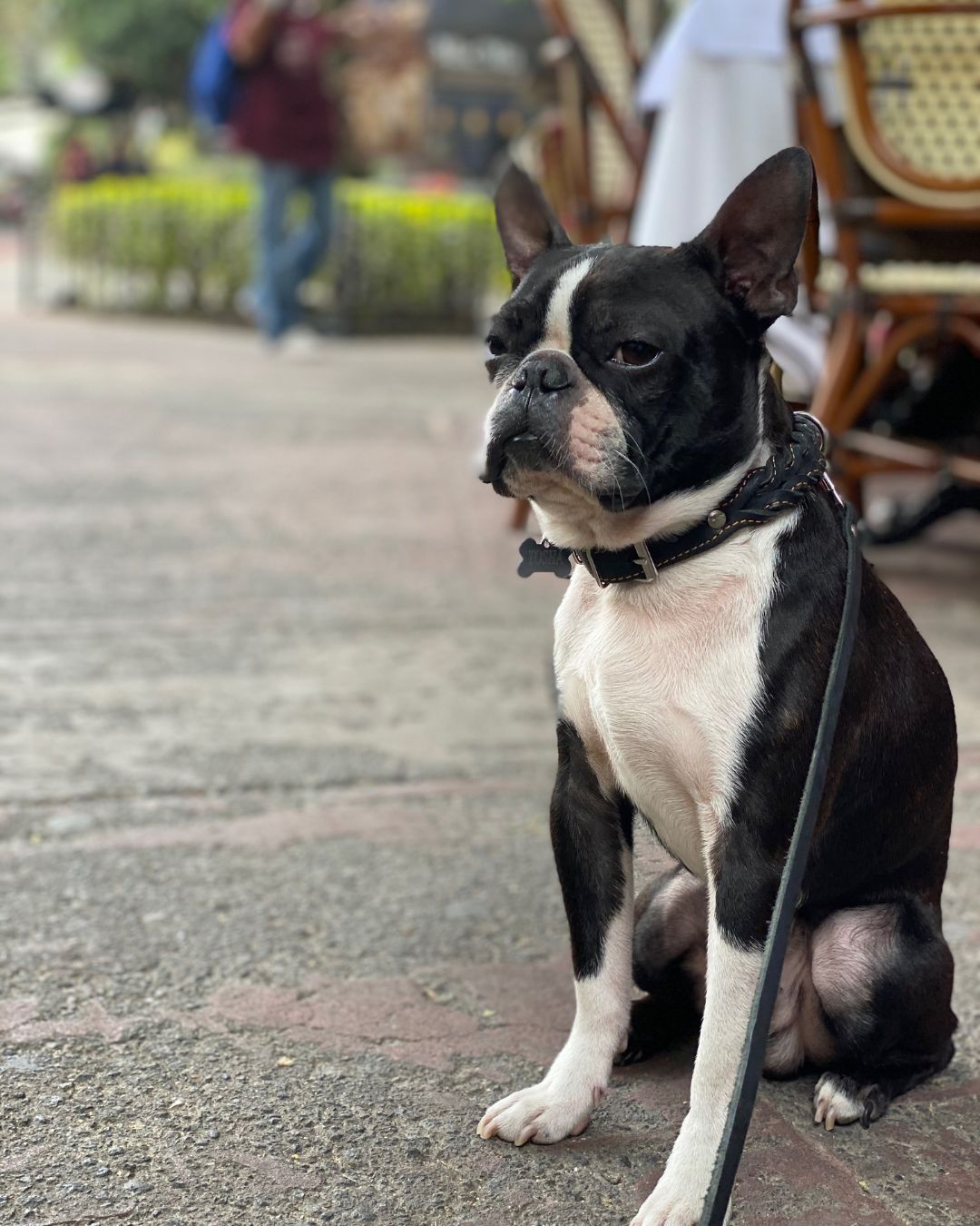 Benefits of using PetPulse pet products for your furry friends