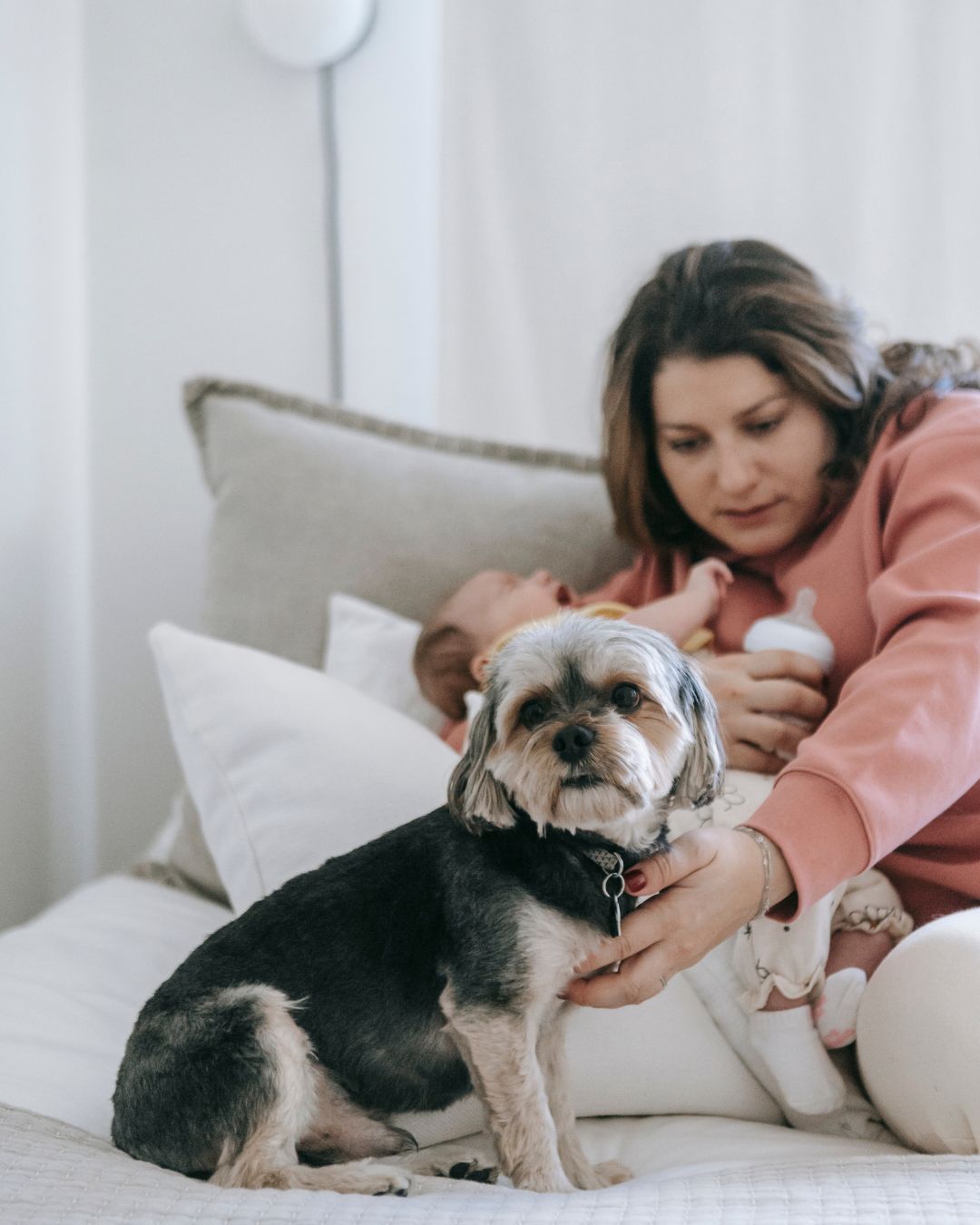 How to choose the right joint supplement for your pet