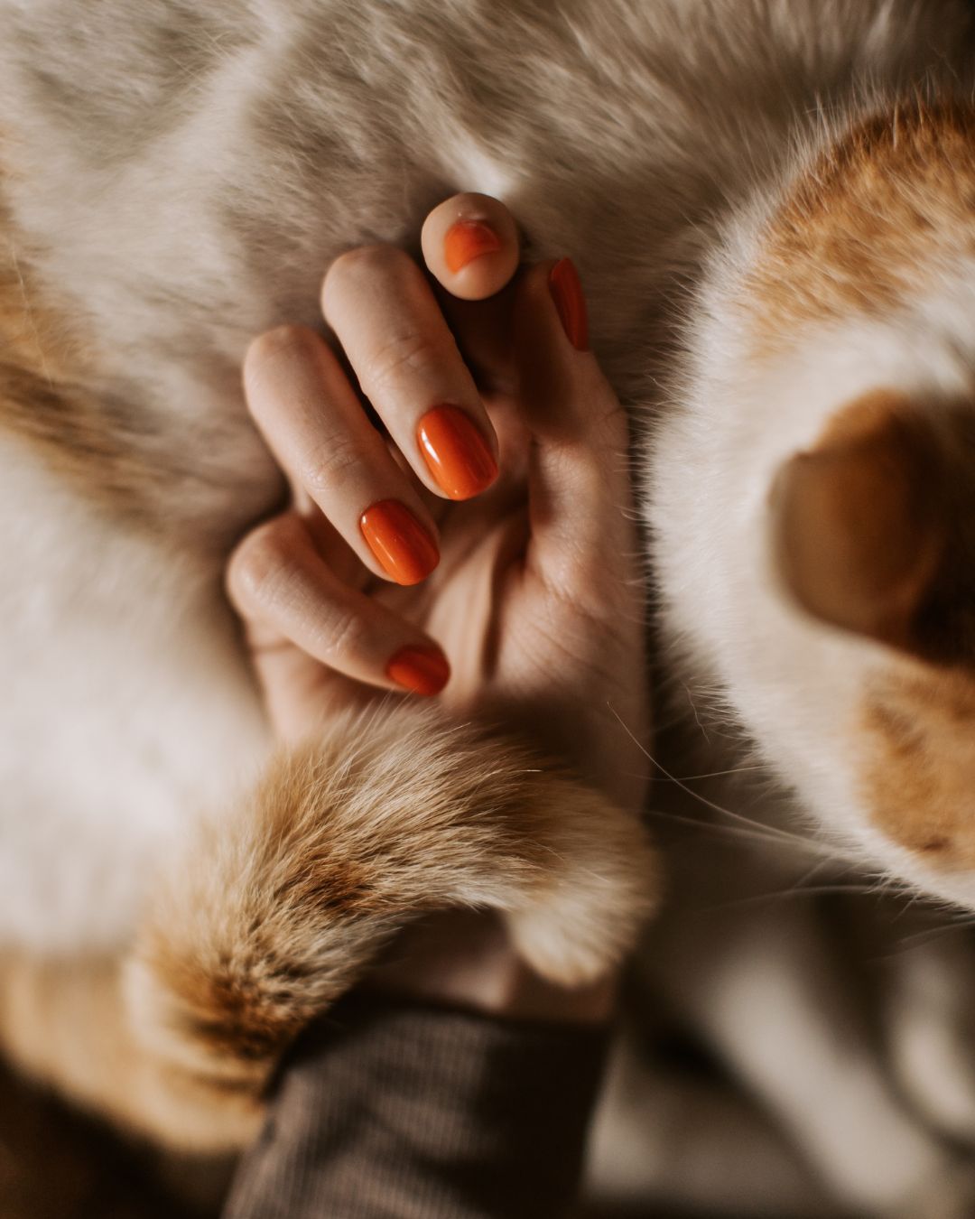 Considerations when choosing pet food products