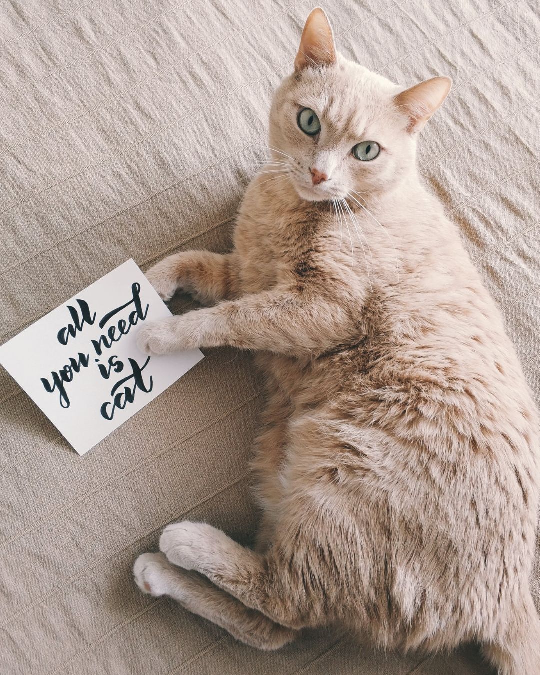 DIY alternatives to commercial household cleaners that are safe for pets and the environment.