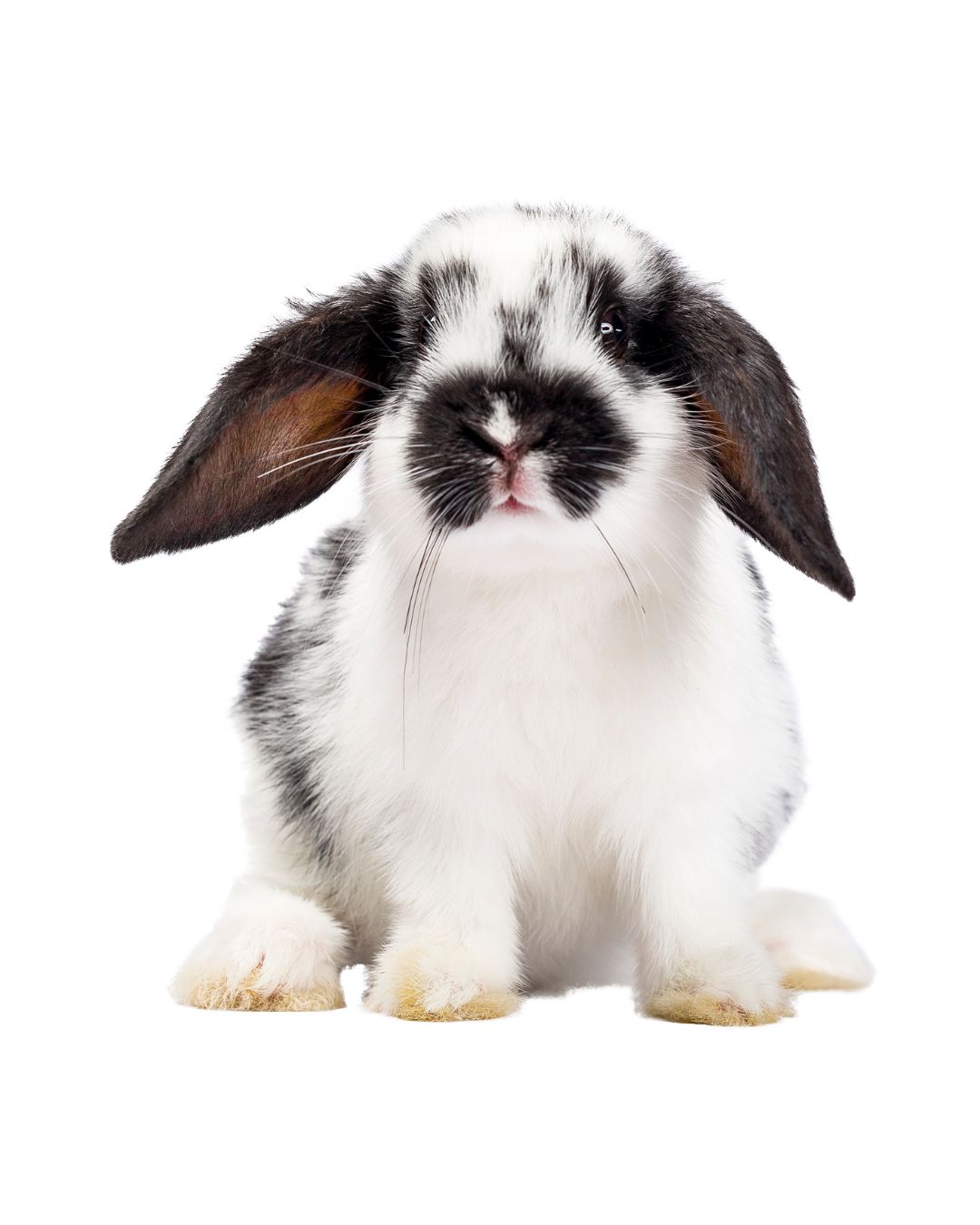 Proper storage and disposal of household cleaners to prevent accidental ingestion or exposure to pets.