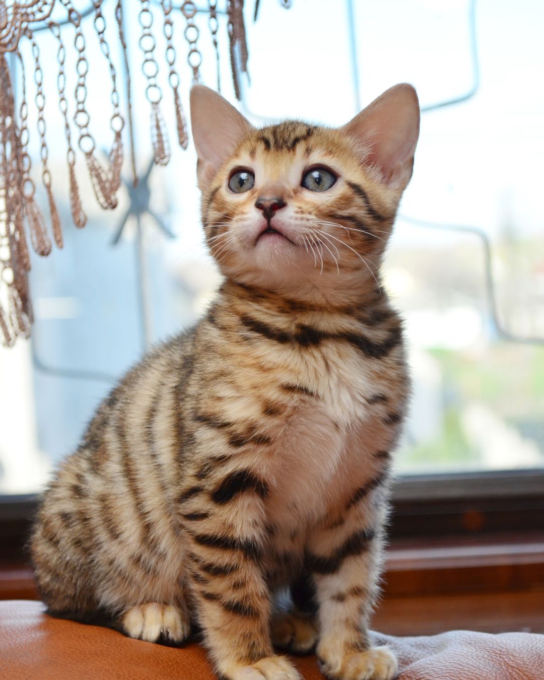 Common misconceptions about wet food for pets