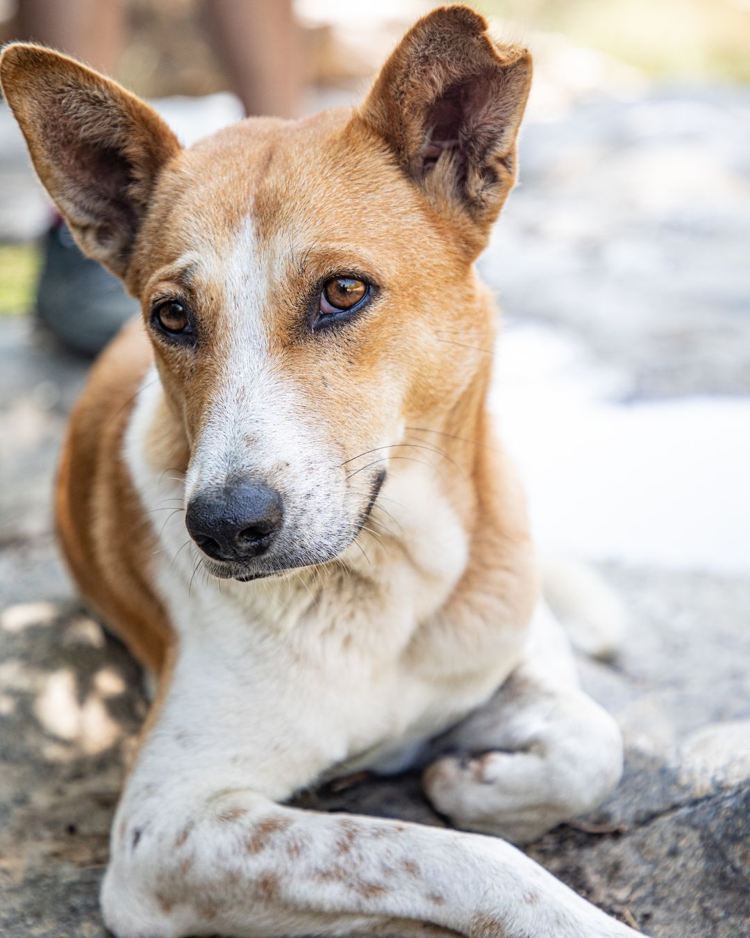 Tips for choosing the right treatment for your pet based on their specific needs
