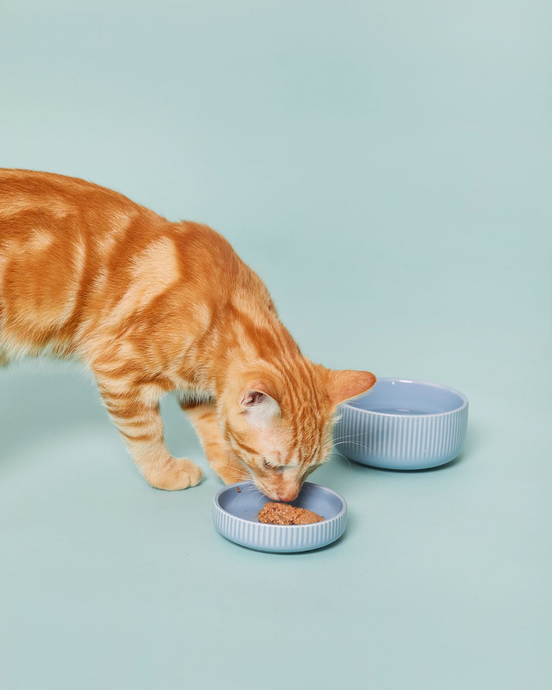 Factors to consider when choosing dry food for pets
