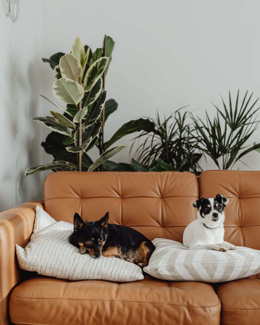 Tips for choosing pet-safe household cleaners that are effective yet gentle on pets' sensitive skin and respiratory systems.