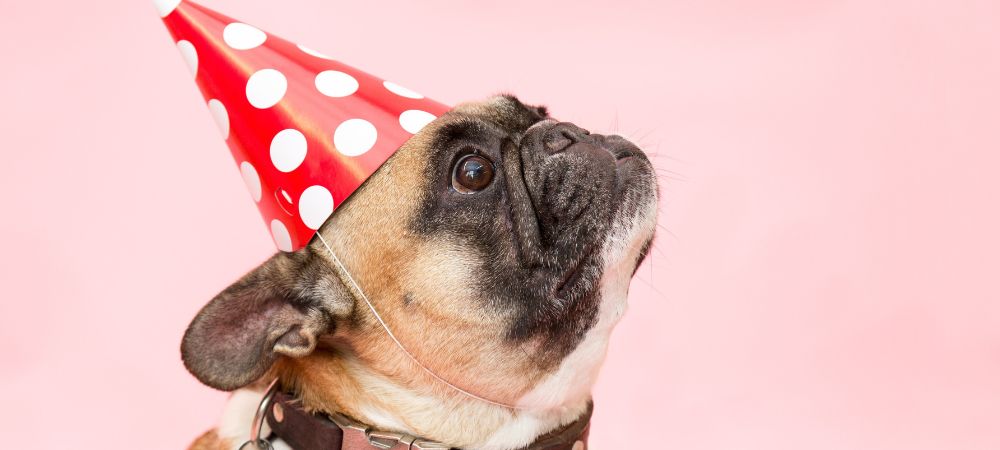 Best pet products for grooming and maintaining a healthy coat