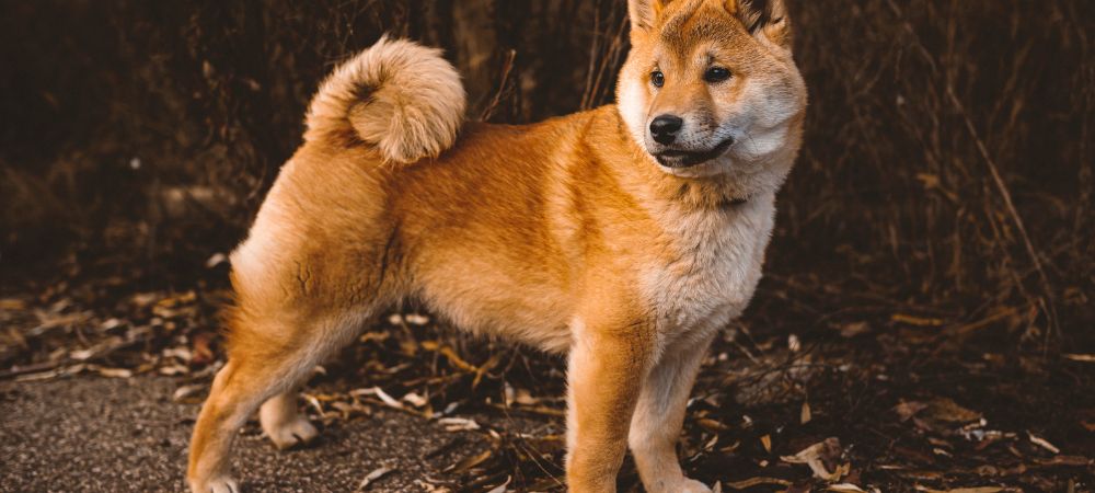 How to Keep Your Furry Friend Happy and Healthy with These Must-Have Pet Products