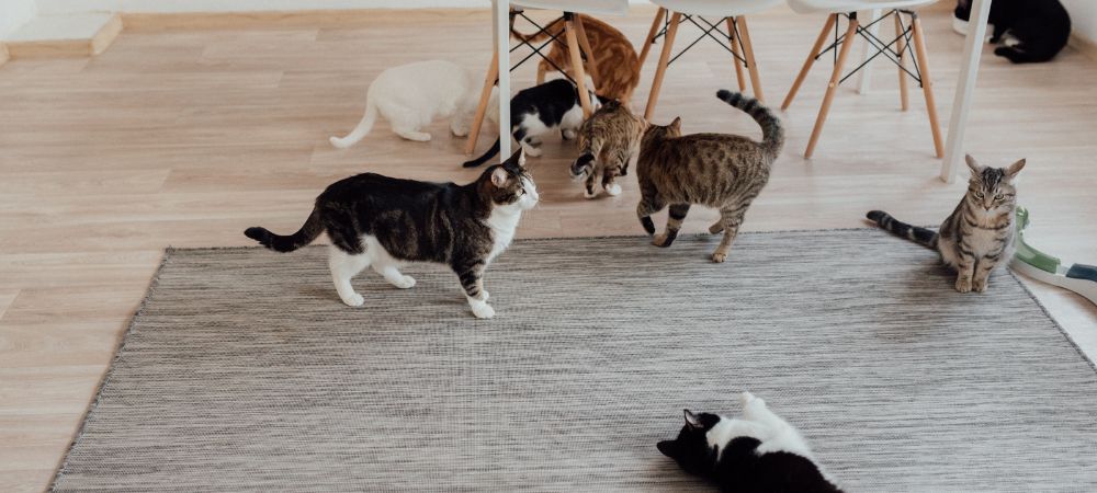 What is the best type of pet food for optimal health and nutrition?