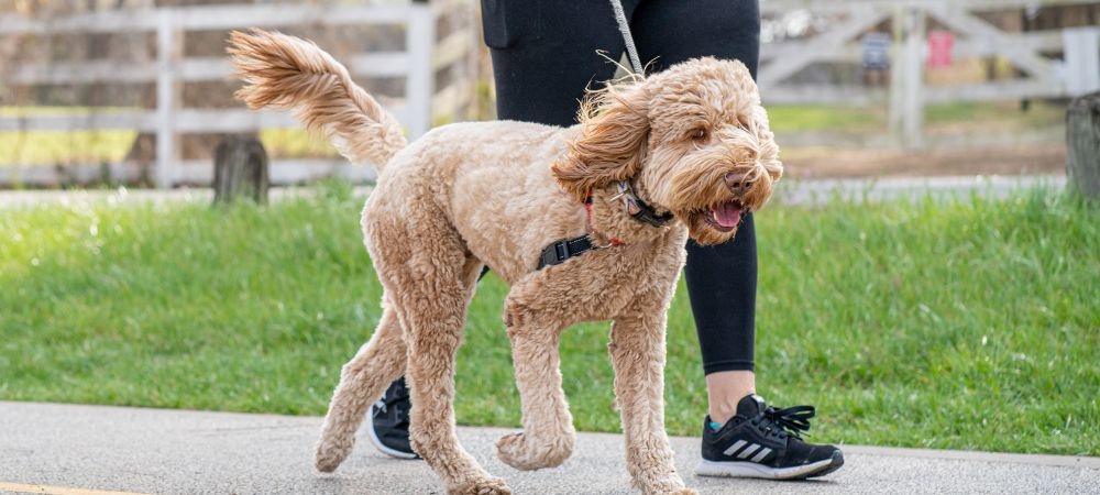 Treats for dogs
